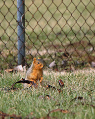 Grey squirrel on a post with a seed pod