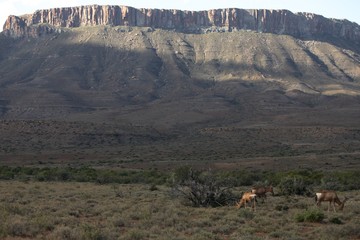Animals in Karoo National Parks