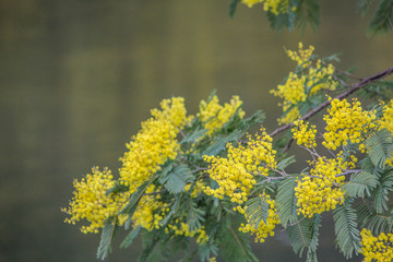 Penacova, Coimbra, Portugal