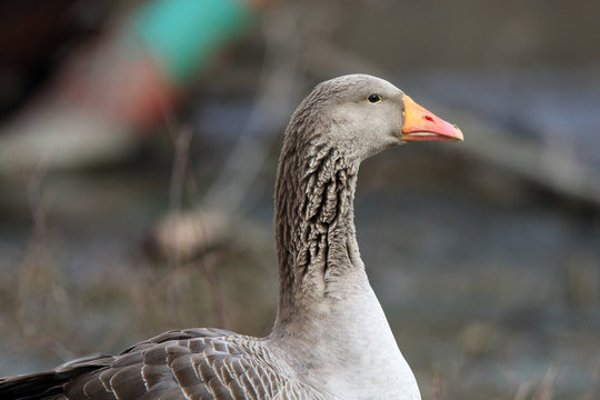Head and neck close-up of a domestic goose with an orange beak