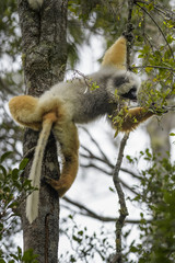 Diademed Sifaka - Propithecus diadema, east coast rain forest, Madagascar: Endangered lemur from Madagascar rain forest. Cute primate. 