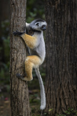 Diademed Sifaka - Propithecus diadema, east coast rain forest, Madagascar: Endangered lemur from Madagascar rain forest. Cute primate. 
