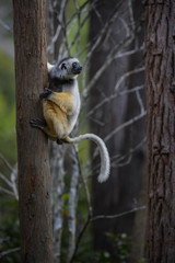 Diademed Sifaka - Propithecus diadema, east coast rain forest, Madagascar: Endangered lemur from Madagascar rain forest. Cute primate. 