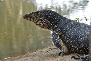 VARAN MALAIS AU SRI LANKA