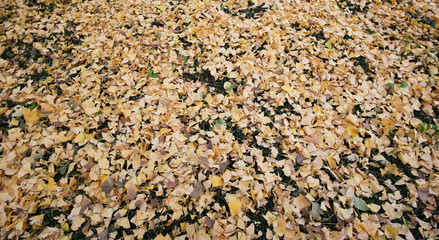 Yellow Ginkgo leaves fall on the grass floor at Meiji Jingu Gaien Park ,Tokyo - Japan