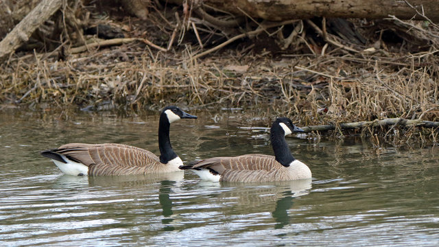 Pair of Canada Geese swimming on still water.