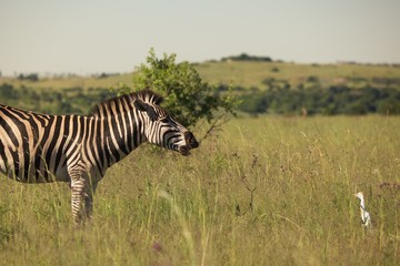 Animals in Pretoria Parks