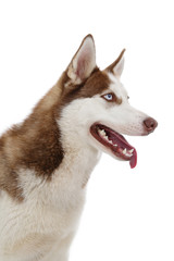 chien race Husky mâle yeux bleus pelage brun marron yeux bleus sur fond blanc détouré