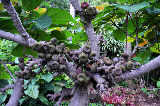 Trunk and fruits of Ficus auriculata (Roxburgh fig)