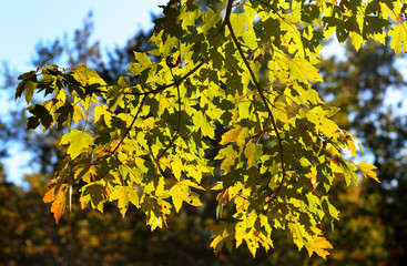 Maple tree branches back-lit on a sunny day