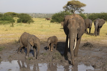 three elephants playing in a mud hole