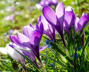 Frühlingserwachen, Ostergruß, Blütenzauber, Alles Liebe, Blütenmeer, Glück, Freude: Wiese mit...