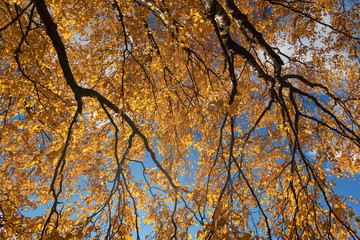 Fototapeta premium Yellow birches in autumn time.