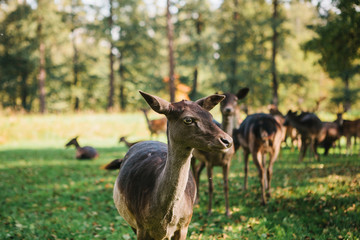 A group of young deer walks through a warm green sunny meadow in a forest next to the trees. A young deer in a natural habitat in the foreground.