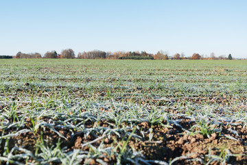 Fototapeta premium Wheat field in cold morning.