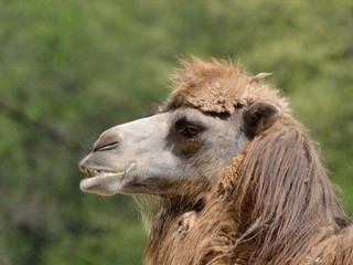 Fototapeta premium Kamel