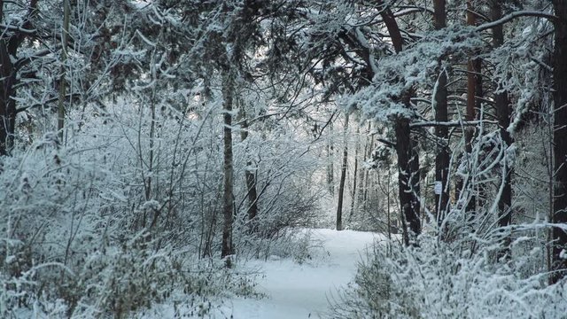 trees in the winter forest landscape