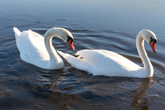 Swans in icy water.
