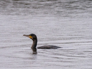 Cormorant in the rain