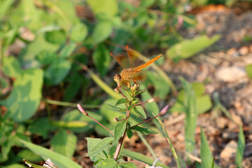 Dragonfly on the top of small bud flower and on the nature background. it is a fast flying long bodied predator insect with two pairs of large wings that are spread out sideways.