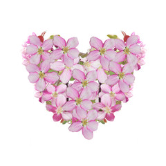 Valentines day Heart from Cherry blossom  on a white background