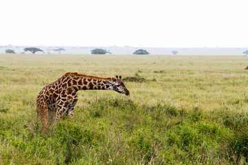 The giraffe (Giraffa), genus of African even-toed ungulate mammals, the tallest living terrestrial animals and the largest ruminants, part the Big Five game animals in Serengeti, Tanzania