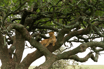 Southern African lioness (Panthera leo), species in the family Felidae and a member of the genus...