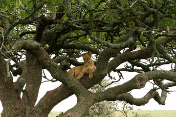 Southern African lioness (Panthera leo), species in the family Felidae and a member of the genus Panthera, listed as vulnerable, in Serengeti National Park, Tanzania