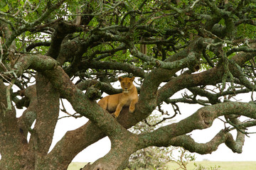 Obraz premium Southern African lioness (Panthera leo), species in the family Felidae and a member of the genus Panthera, listed as vulnerable, in Serengeti National Park, Tanzania