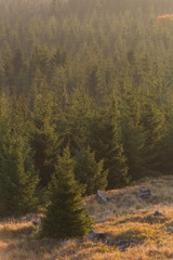 Herbstfärbung im Gebirge zum Sonnenuntergang