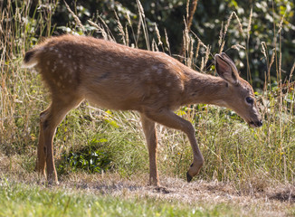 Blacktailed deer fawn