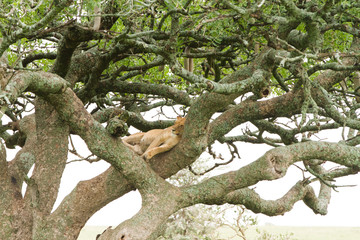 Southern African lioness (Panthera leo), species in the family Felidae and a member of the genus Panthera, listed as vulnerable, in Serengeti National Park, Tanzania