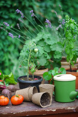 summer garden with flowers