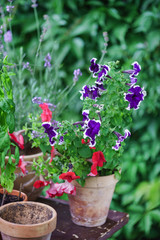 Fototapeta na wymiar summer garden with flowers