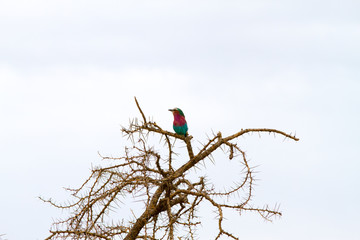 The Lilac Breasted Roller (Coracias caudatus) on a tree in Serengeti National Park, Tanzania
