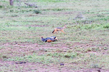 Obraz na płótnie Canvas Black-backed East African jackal.(Canis mesomelas schmidti), in Serengeti National Park, Tanzanian national park in the Serengeti ecosystem in the Mara and Simiyu regions