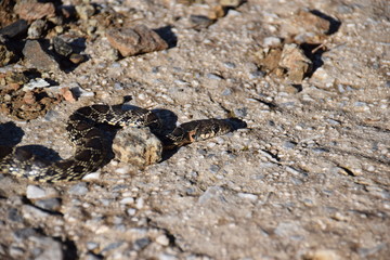 Horseshoe Whip (or Ladder) Snake in the Sierra de las Nieves