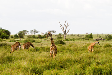 The giraffe (Giraffa), genus of African even-toed ungulate mammals, the tallest living terrestrial animals and the largest ruminants, part the Big Five game animals in Serengeti, Tanzania
