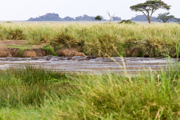 Fototapeta na wymiar The common hippopotamus (Hippopotamus amphibius), or hippo, is a large, mostly herbivorous, semiaquatic mammal native to sub-Saharan Africa in Serengeti National Park, Tanzania