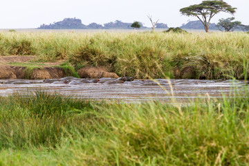 The common hippopotamus (Hippopotamus amphibius), or hippo, is a large, mostly herbivorous, semiaquatic mammal native to sub-Saharan Africa in Serengeti National Park, Tanzania