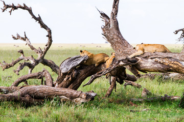 Southern African lioness (Panthera leo), species in the family Felidae and a member of the genus Panthera, listed as vulnerable, in Serengeti National Park, Tanzania