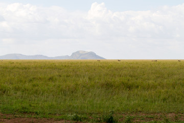 Fototapeta premium Serengeti National Park, Tanzanian national park in the Serengeti ecosystem in the Mara and Simiyu regions