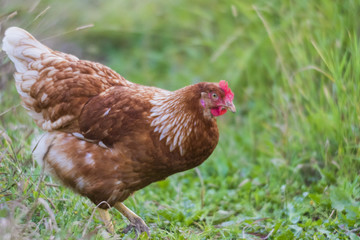 Free range chickens 