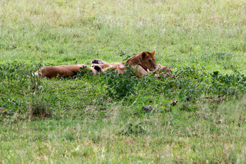 Southern African lioness (Panthera leo), species in the family Felidae and a member of the genus Panthera, listed as vulnerable, in Serengeti National Park, Tanzania
