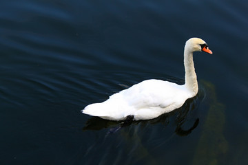 Swan