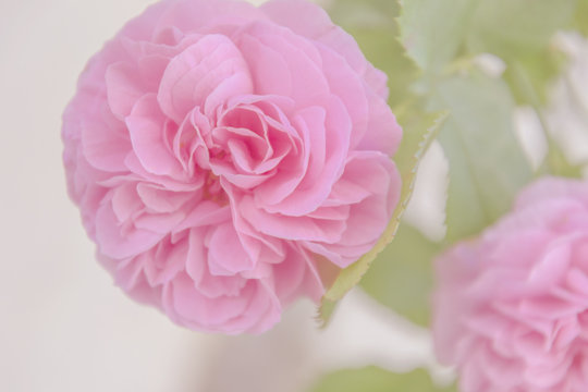 Rosen in pink, Grußkarte