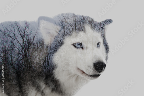 Double Exposition Chien Husky Forêt Stock Photo And Royalty