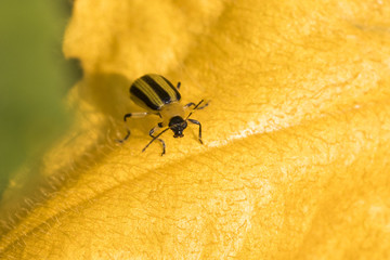 Striped cucumber beetle (Acalymma vittatum) 