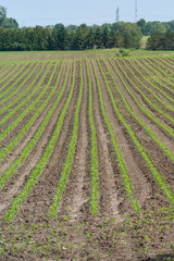 Agriculture: green cultivated  field