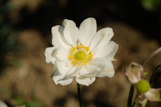 Herbstanemone